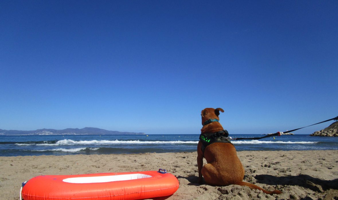 hundestrand